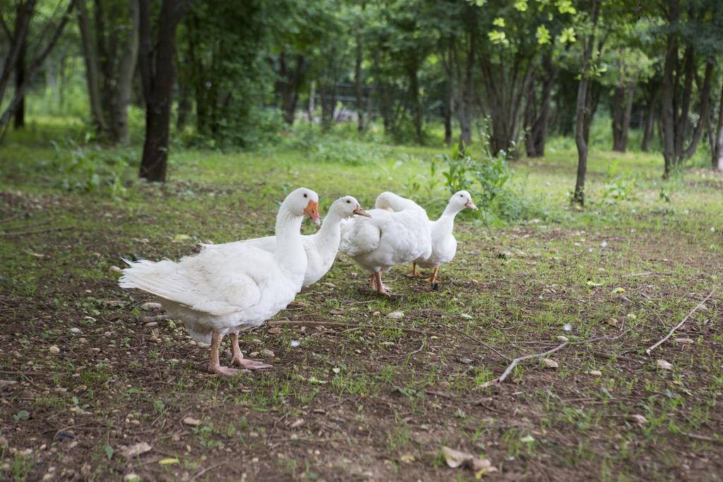 Agriturismo Borg Da Ocjs Medea Eksteriør bilde